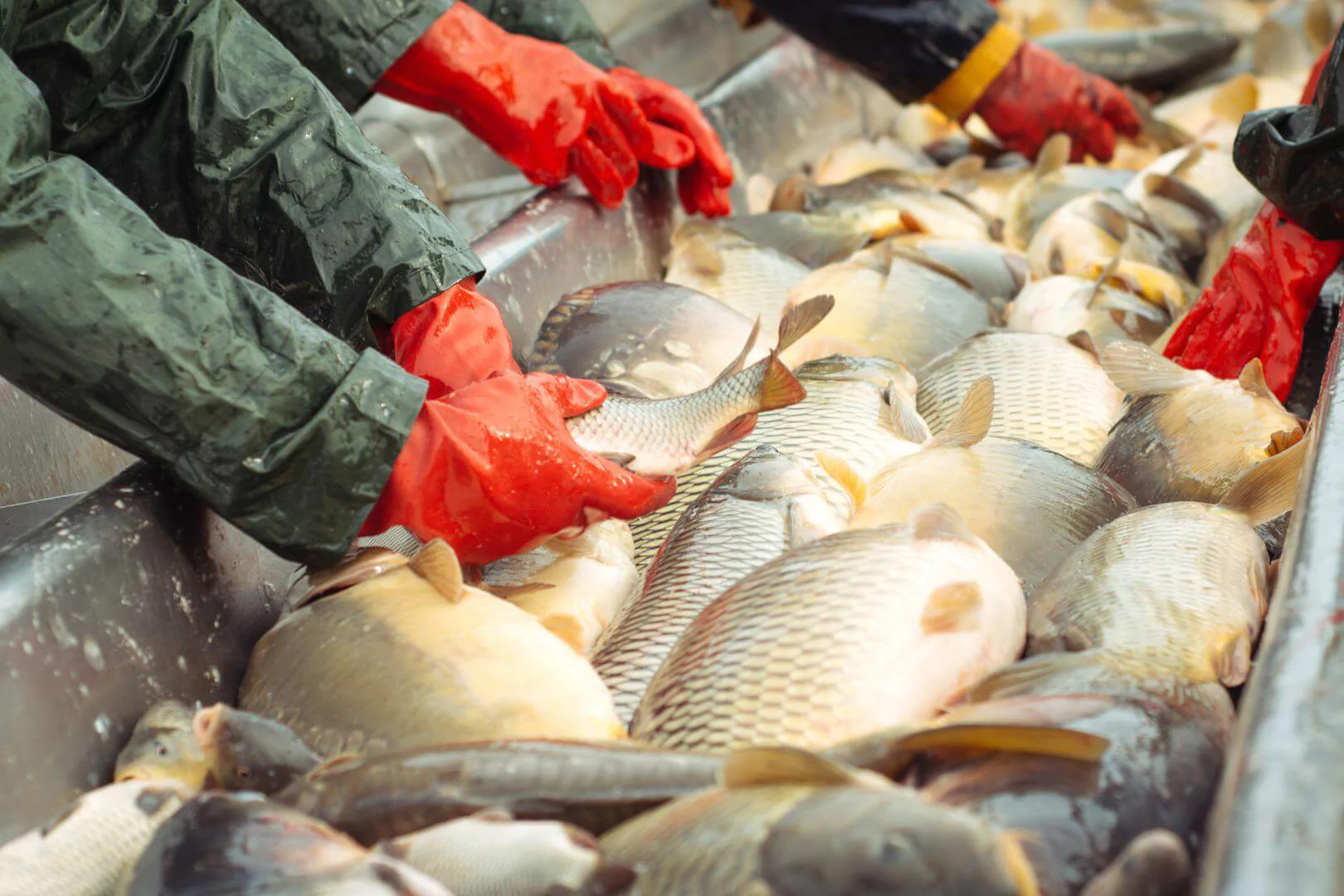 Aquaculture expansion drives surge in fish production