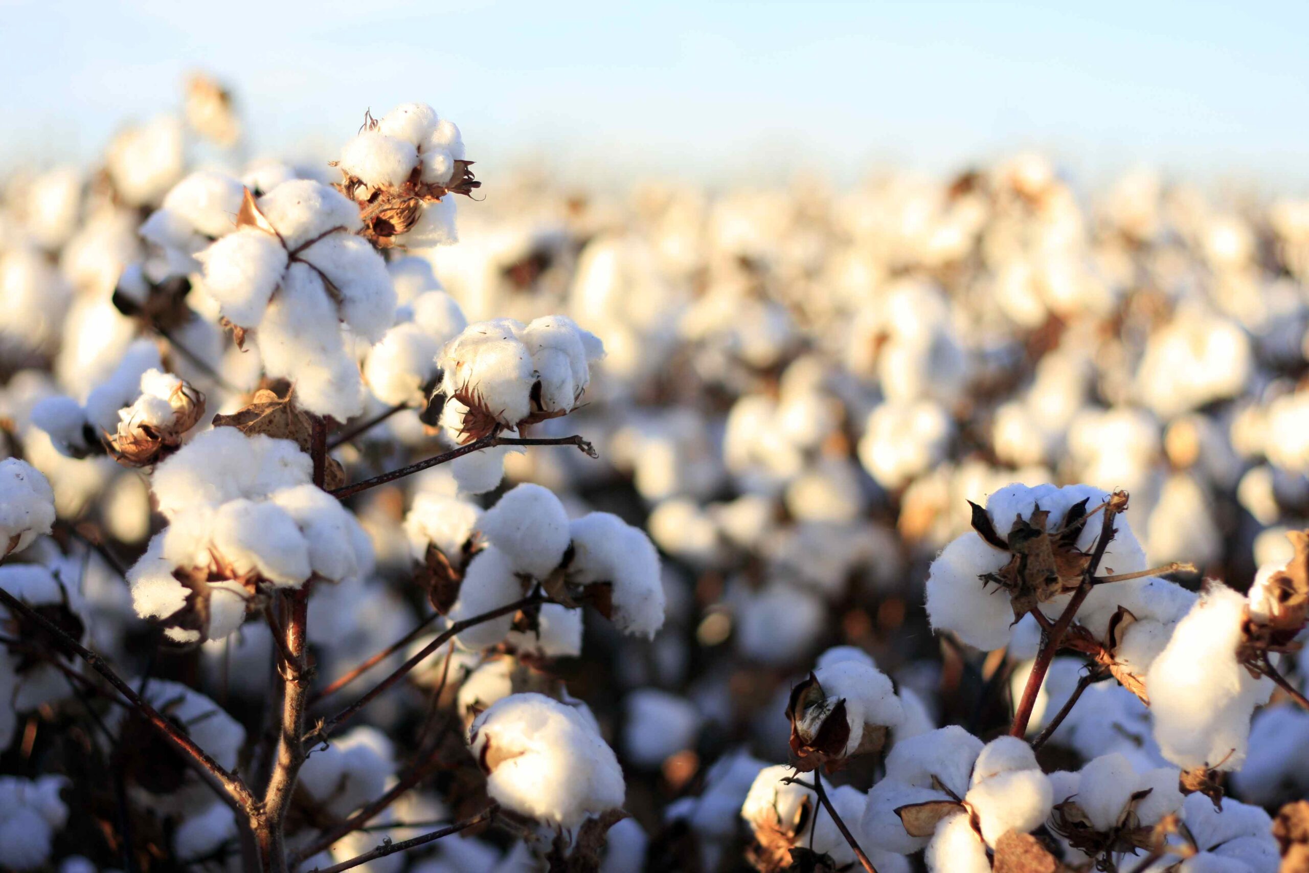 Cotton Arrival Sees 35 Increase in Initial December Fortnight Reports PCGA