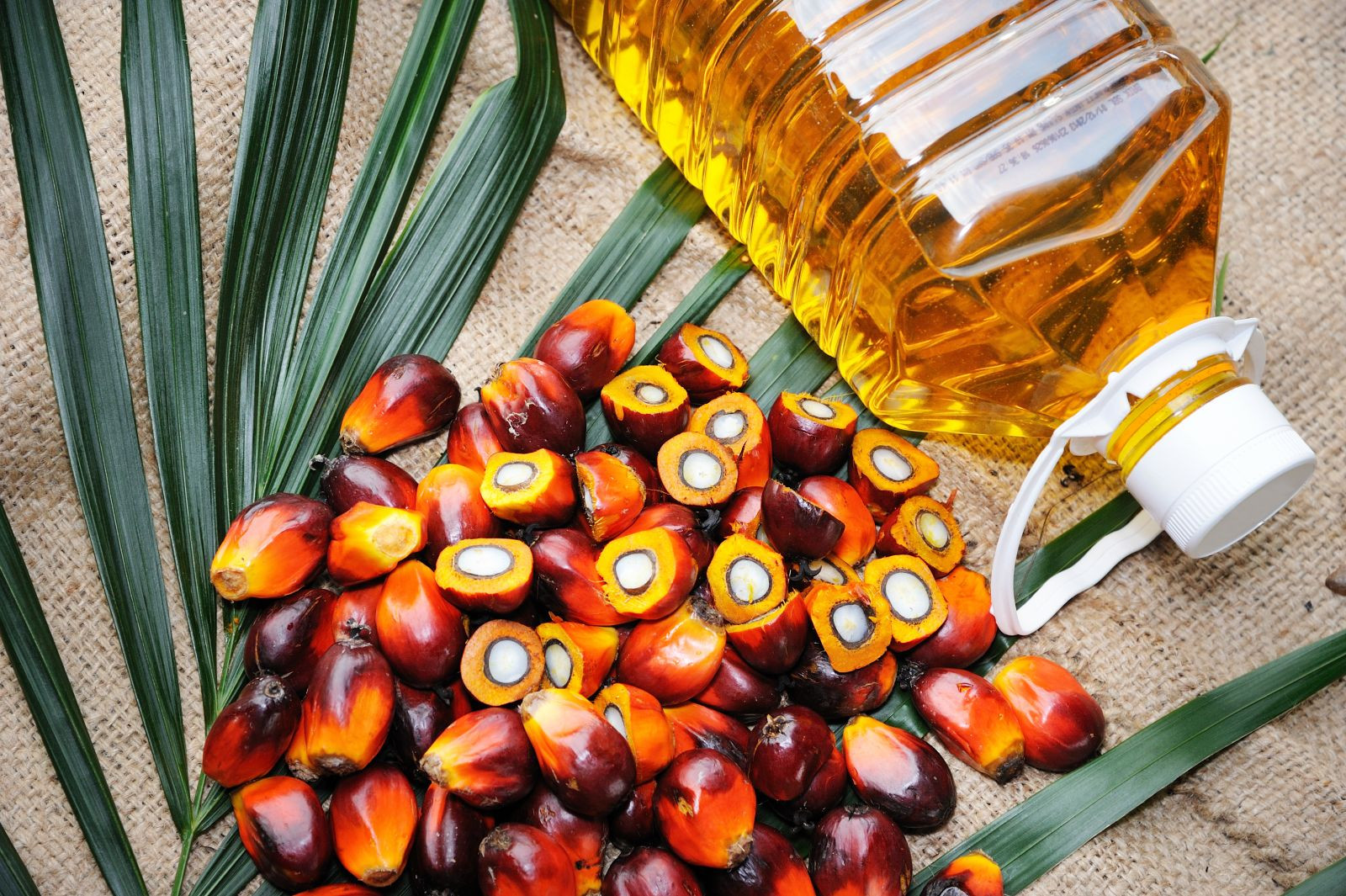 Plam Oil